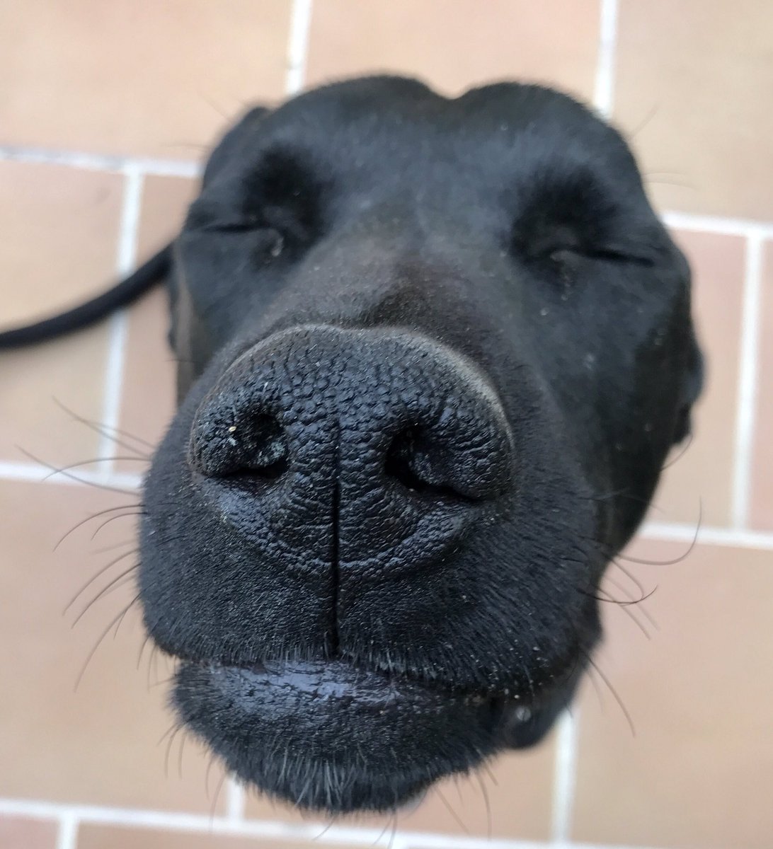 Mine_Jam_'s tweet image. Acabo de descubrir este hashtag #snootaboop, pongo al mío y os recomiendo enérgicamente que le echéis un vistazo porque ver narices de perros es lo más! 😍🤣