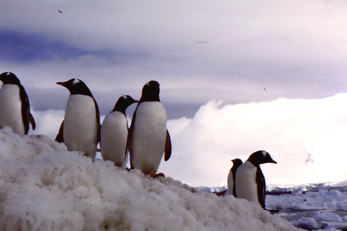 Still one of my favourite pictures of Gentoo penguins which I took quite a few years ago now.  #WorldPenguinDay