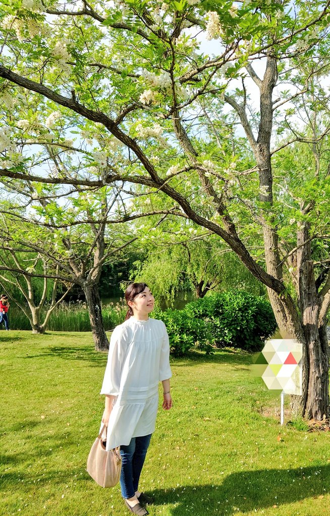 チューリップシーズンは終わりでした チューリップシーズンは終わりでした