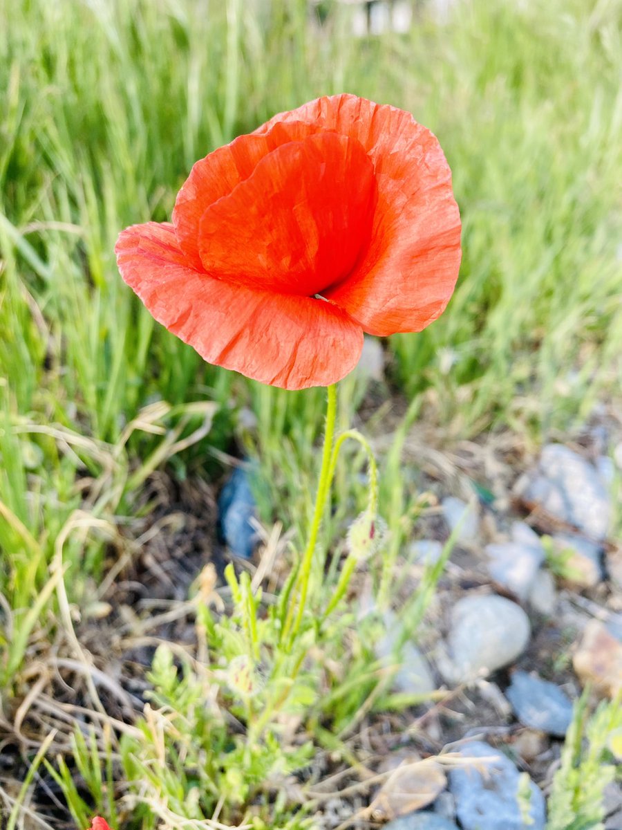 È questo il fiore

#25aprile 
#FestadellaLiberazione 
#bellaciao