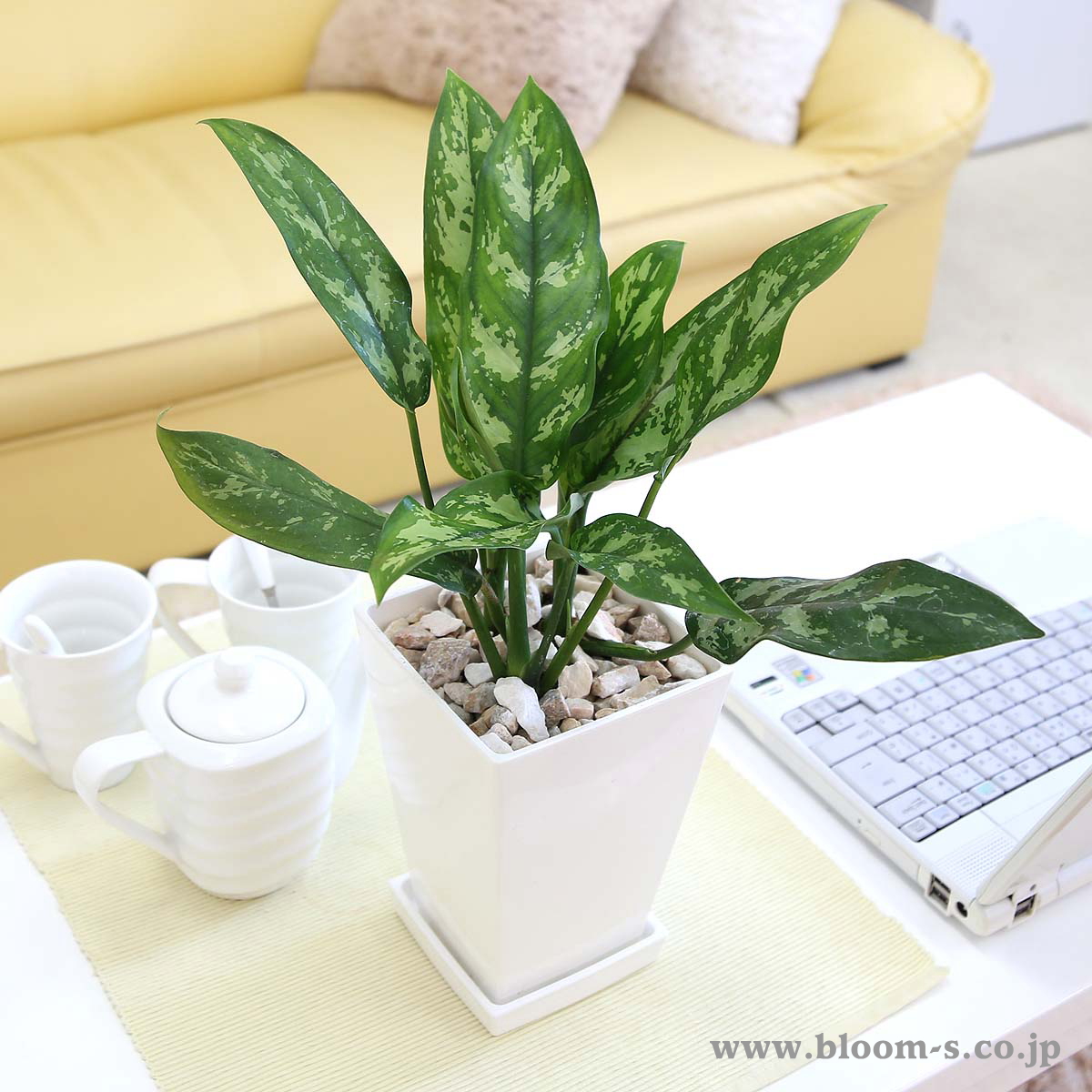 ブルーミングスケープ 観葉植物の通販 Bloomingscape Twitter