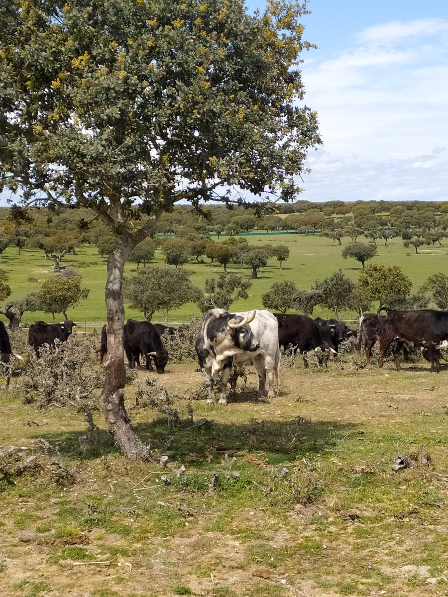 FELIZ DOMINGO. 

#Valdefresno #ganaderiavaldefresno #lisardo #atanasio #tauromaquia #arte #tradicion #cultura #ocio #vacaciones #turismo #turismotaurino #visitasguiadas #visitaspersonalizadas #turismorural #dehesa #naturaleza #DomingoDeParejas #domingo #DomingoEspetacular