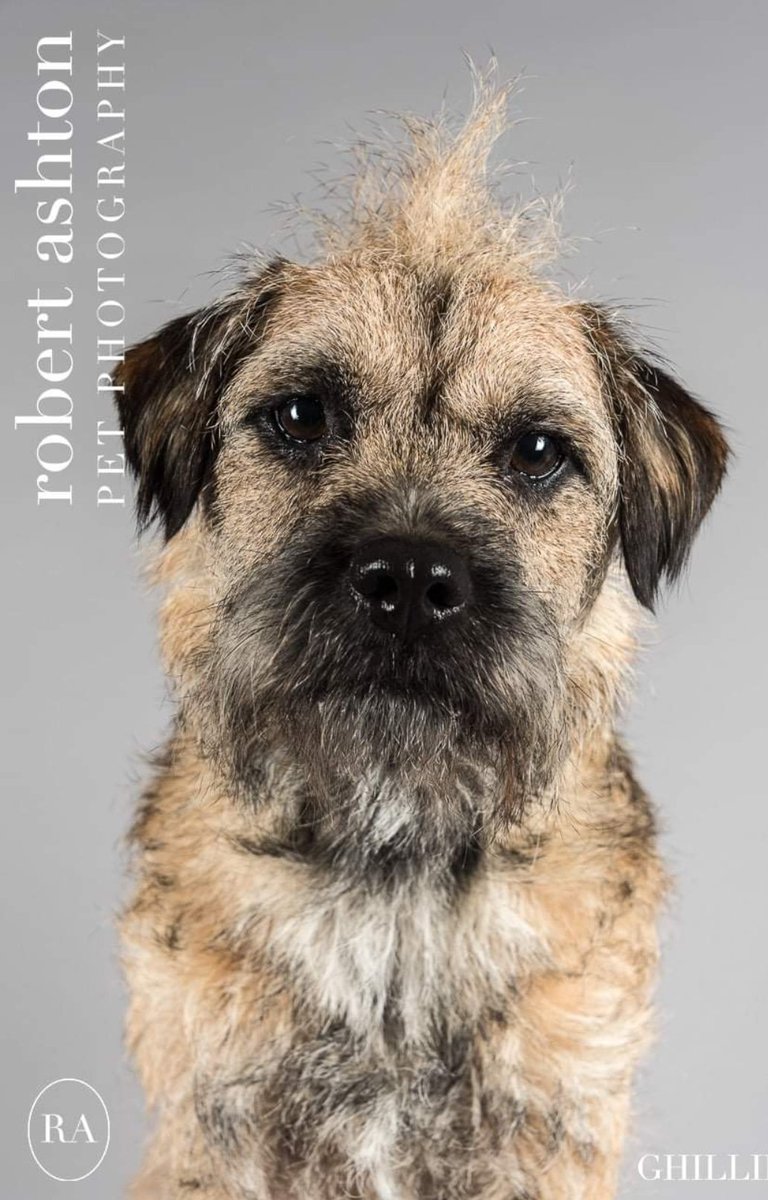 boy_ghillie's tweet photo. Hoomans took me to a photographer... He had treats 👍 https://t.co/S4FGQXHFy8