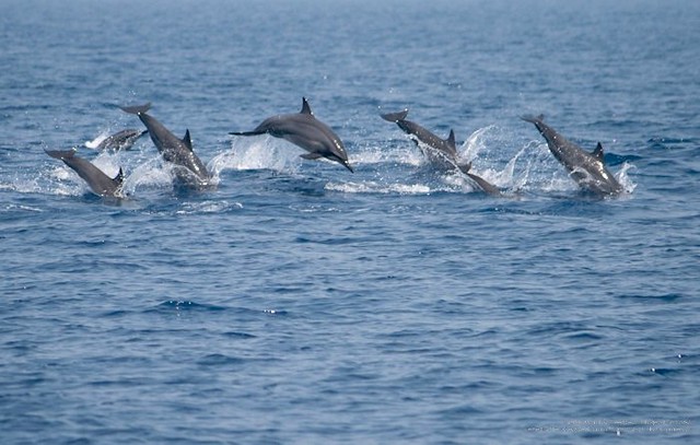 Dolphins appear to have names, and use their friends' names to call them over.

(Image: Dhammika Heenpella; CC BY-NC.)