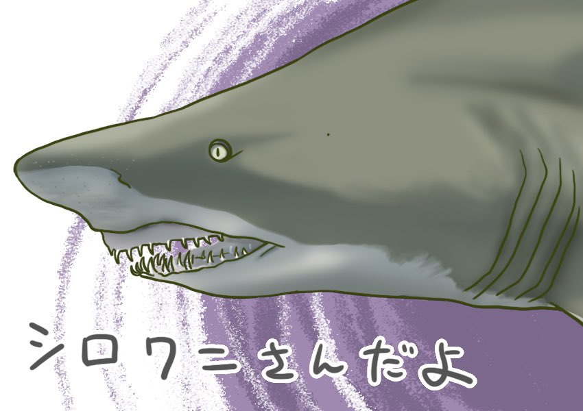 Egps サメ描く奴 イヌザメさんとネコザメさん サメ Shark 503 シロワニさん参戦 T Co 6xekusqkxj Twitter