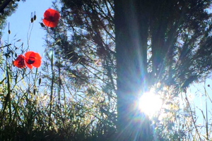 Edc-online_org tweet media