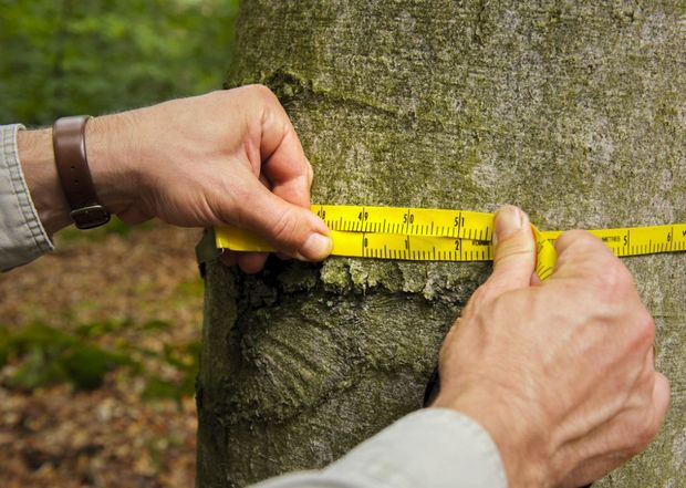 Thuenen_aktuell's tweet photo. Heute ist #TagDesBaumes und wir machen Inventur. Für die #Bundeswaldinventur werden rund 500.000 Bäume an 80.000 Probepunkten vermessen. Dazu schwärmen gerade 100 Messtrupps in die Wälder aus. Ergebnisse werden für 2024 erwartet. 
https://t.co/L19iWUA2or
@BWI_INFO #Wald https://t.co/SFbRsTeMr5