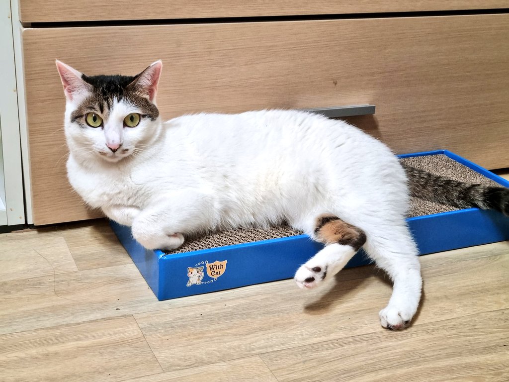 Cat_GonGon's tweet photo. 한바탕 뛰고 지쳤다며 예쁘게 엎드리신 분 https://t.co/vBXx20k6L8