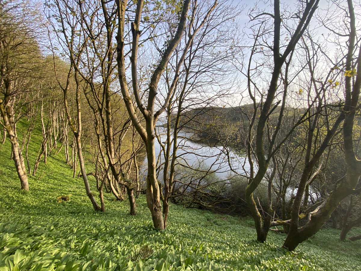 EllieKa66133452's tweet photo. Sunday morning #walk #BlackGlen #Downhill #Castlerock #pond #garlic aroma https://t.co/b811qRm9Ry
