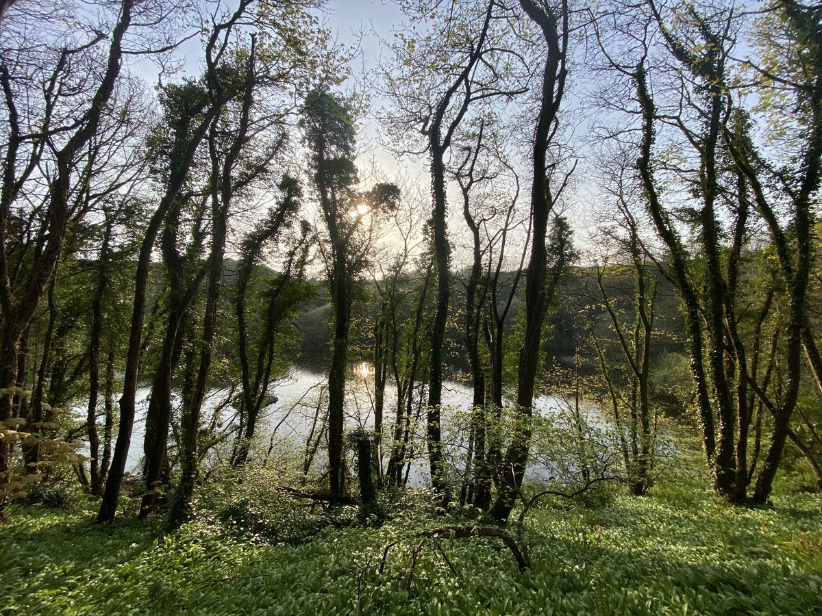 EllieKa66133452's tweet photo. Sunday morning #walk #BlackGlen #Downhill #Castlerock #pond #garlic aroma https://t.co/b811qRm9Ry
