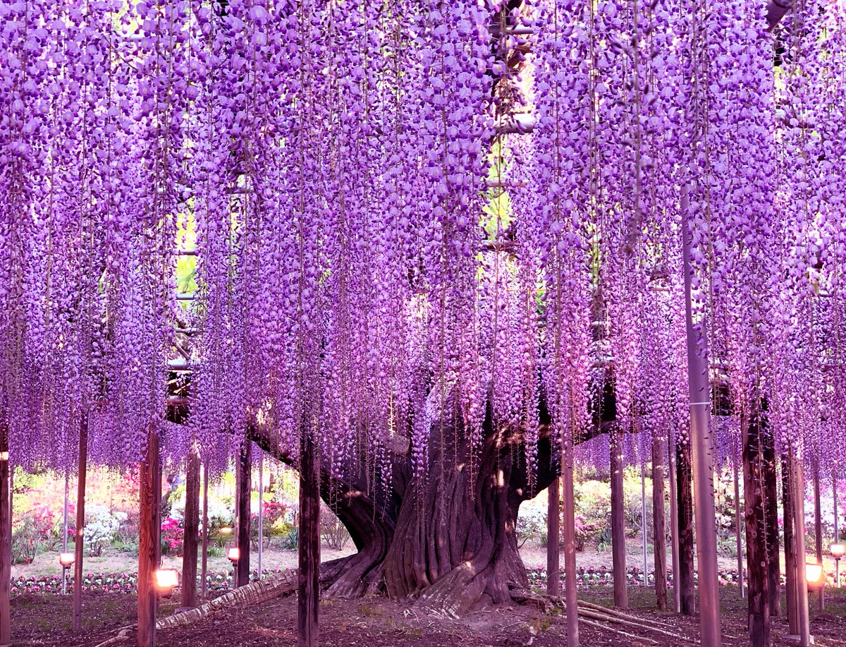 初めてあしかがフラワーパークへ行きました W 藤の花の写真を撮りました 紅豆井のイラスト