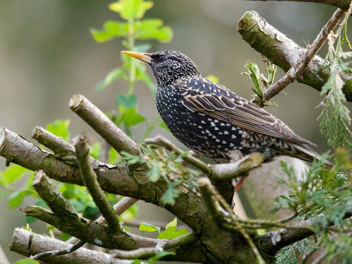 Mediate Kent in Maidstone hope to put on a starling performance.