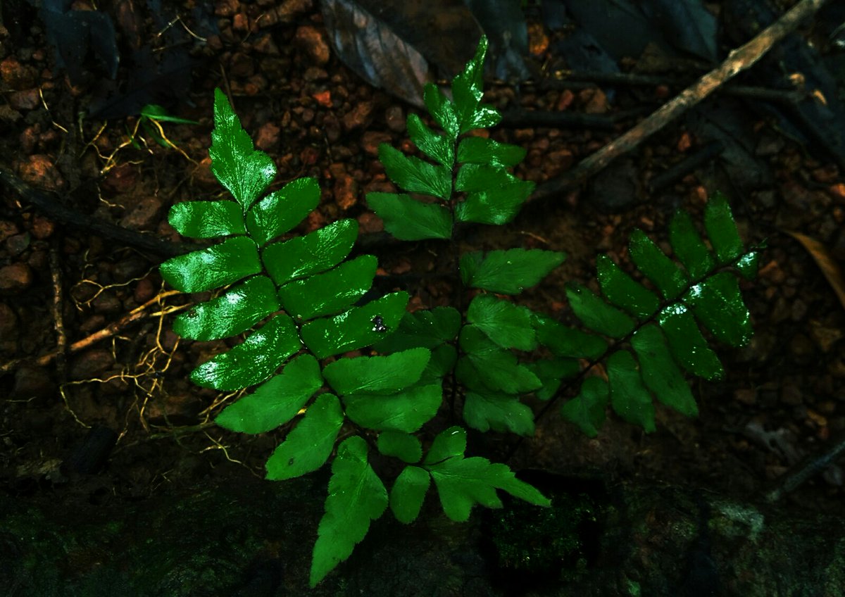 CvAdwaith's tweet photo. #GretaThunberg #NaturePhotography https://t.co/osz6uaVGbE