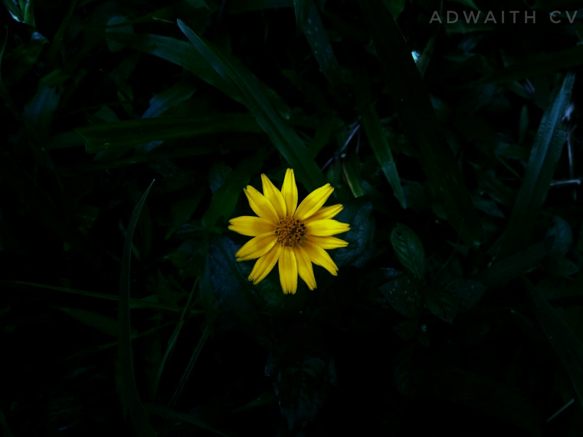 CvAdwaith's tweet photo. #my #click https://t.co/Nc4iNxM6et