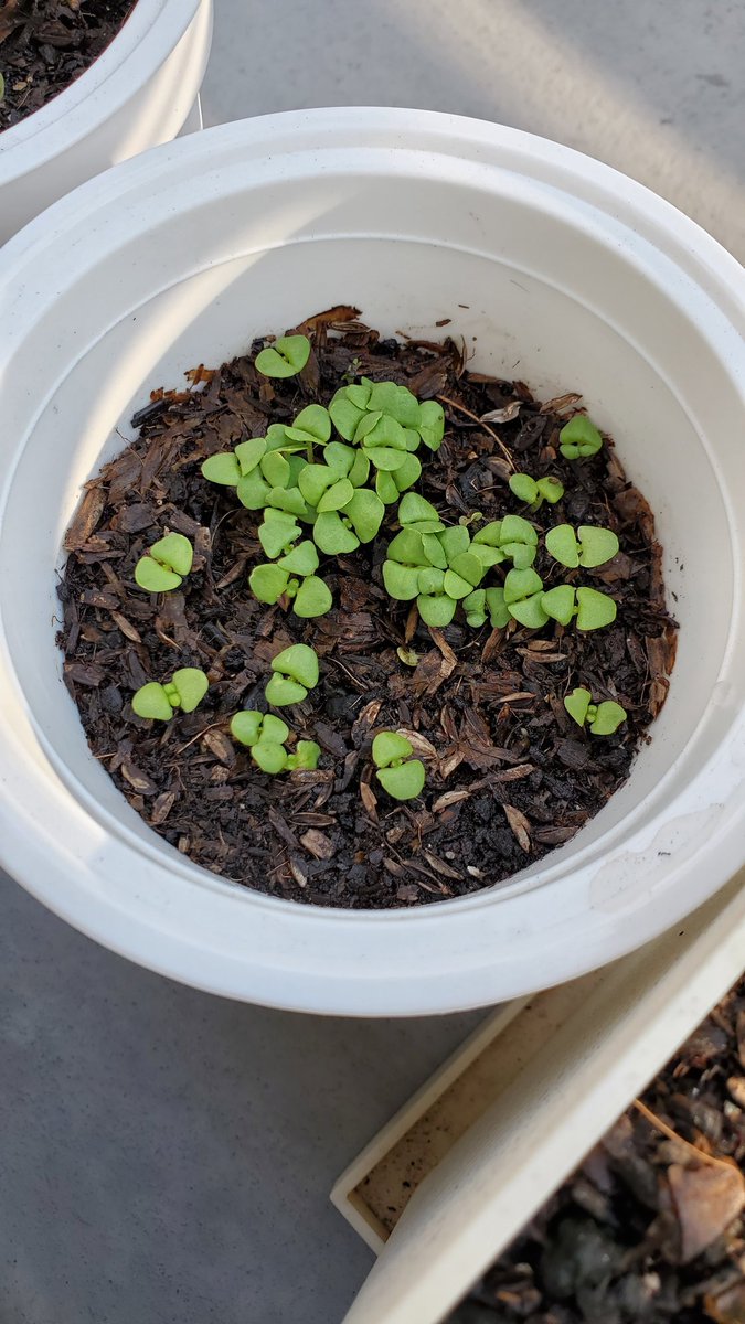 牛乳やさん バジル しそ ひまわり ひまわり ひまわりの芽デカすぎてビビるw