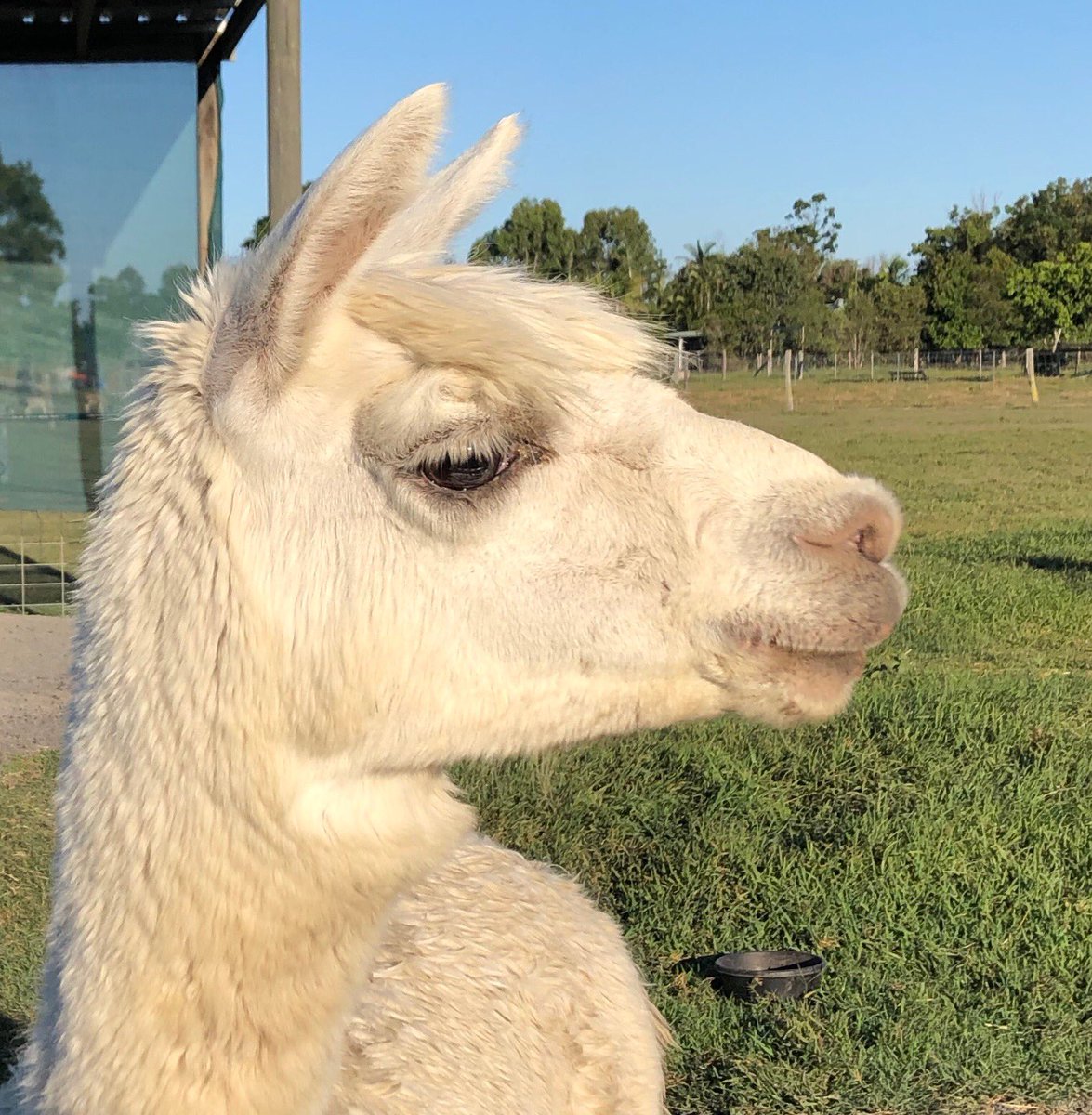 AlpacaGrouchy's tweet image. Ears on point 😎🤘📡 and floof all floofy 🥰💝  #Merlin #Alpacastan