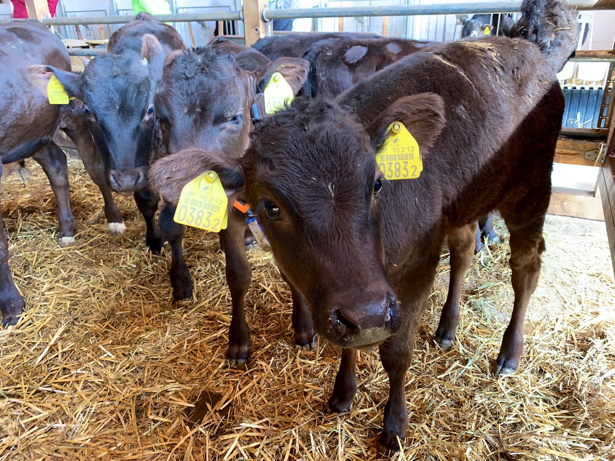 v_yakumooo's tweet photo. 牧場で和牛のお世話体験🐂
もう4月も終わるというのに、みぞれが降りました❄️

#八雲町 #どーなん道南 #牧場体験 #黒毛和牛 #北里八雲牛 #牧場 #yakumo #cowfarm #wagyu https://t.co/Ak31mh1pW9