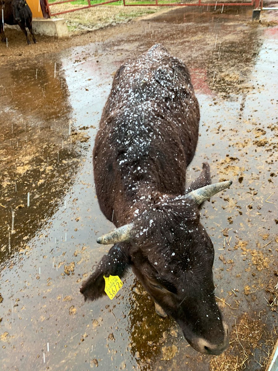 v_yakumooo's tweet photo. 牧場で和牛のお世話体験🐂
もう4月も終わるというのに、みぞれが降りました❄️

#八雲町 #どーなん道南 #牧場体験 #黒毛和牛 #北里八雲牛 #牧場 #yakumo #cowfarm #wagyu https://t.co/Ak31mh1pW9