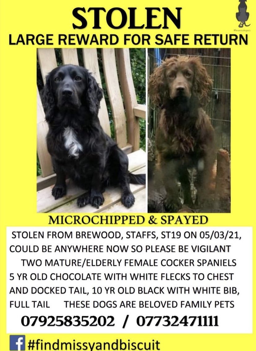 @JaneFallon #FindMissyAndBiscuit ❌WHERE ARE THESE DOGS?❌ Their owner is heartbroken #PetTheftArmy