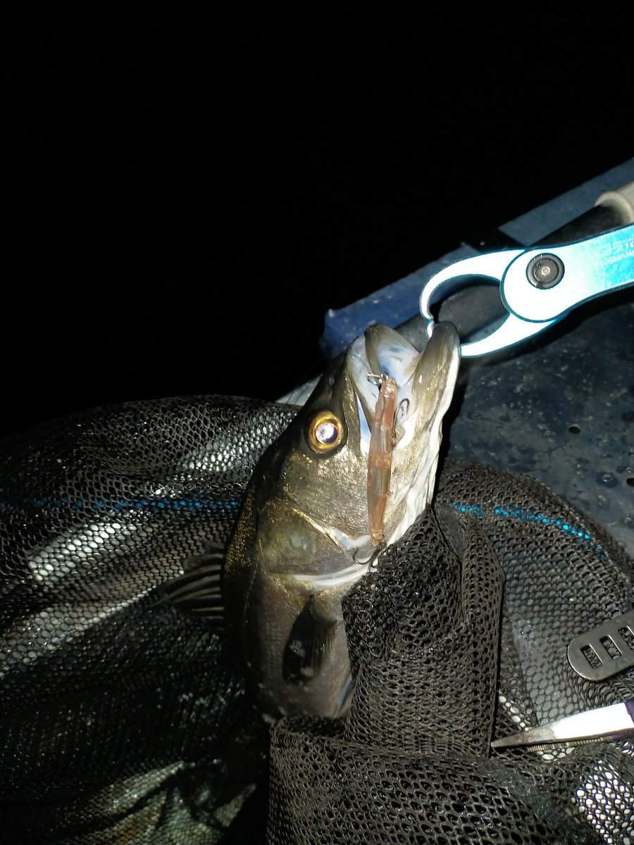 Bass Camp滋賀 Bass Camp Shiga Twitter Bass Camp滋賀 Bass Camp Shiga Twitter