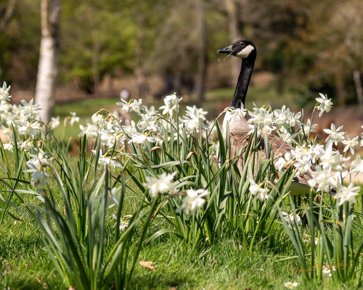 The lesser spotted Daffodil goose. Last seen in The Savill Garden <a href="/WindsorGtPark/">Windsor Great Park</a>