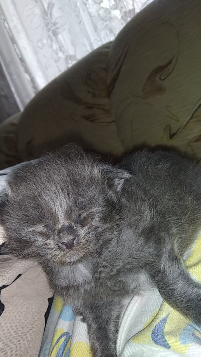 FalconFox10's tweet image. 