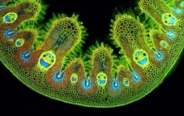 elisabeth1412's tweet photo. gras onder microscoop, ziet er zo vrolijk uit https://t.co/EjbTh9pYBl