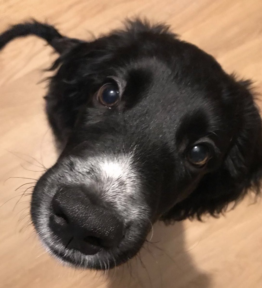 sjar73's tweet image. #snootaboop de Newton, desde el sur ❤️