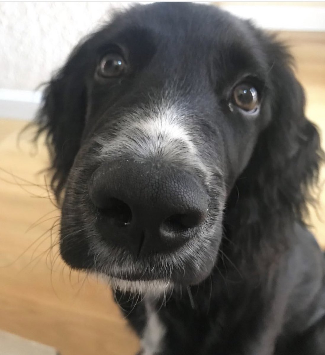 sjar73's tweet image. #snootaboop de Newton, desde el sur ❤️