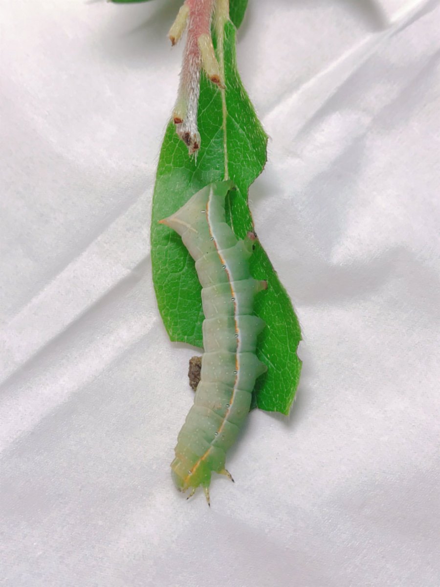 オオシマカラスヨトウ？
ツツジ食べてた( ^ω^ )