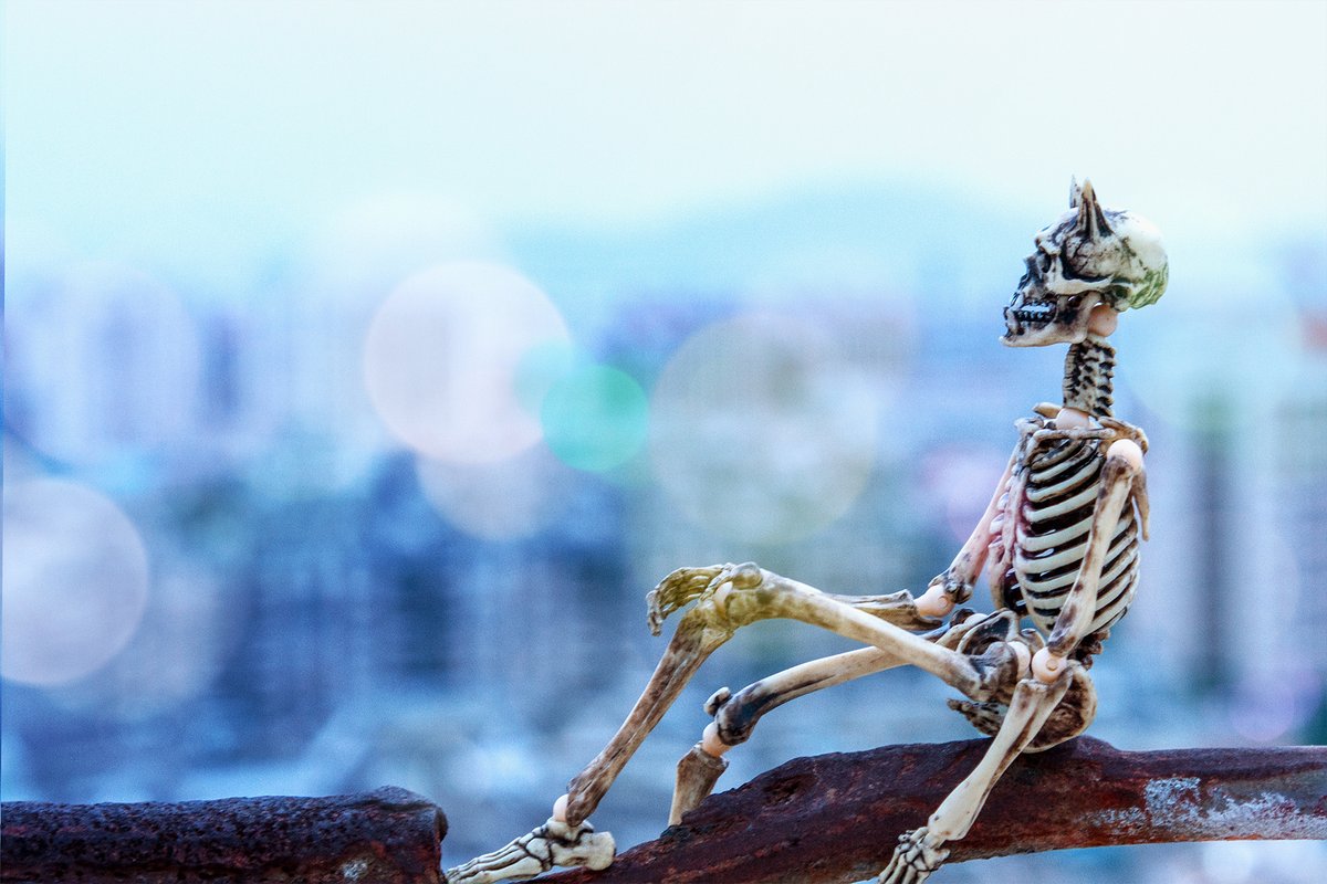 SenIchika's tweet photo. 高所恐怖症を克服せよ❗️😱🏙️👉👌☺️✨✨
📷shot from the 20th-floor rooftop.

#toyphotography #poseskeleton #toyphoto 
#オモ写 #ポーズスケルトン #ファインダー越しの��の世界  #骨感日常 https://t.co/HVWCTHWkkI