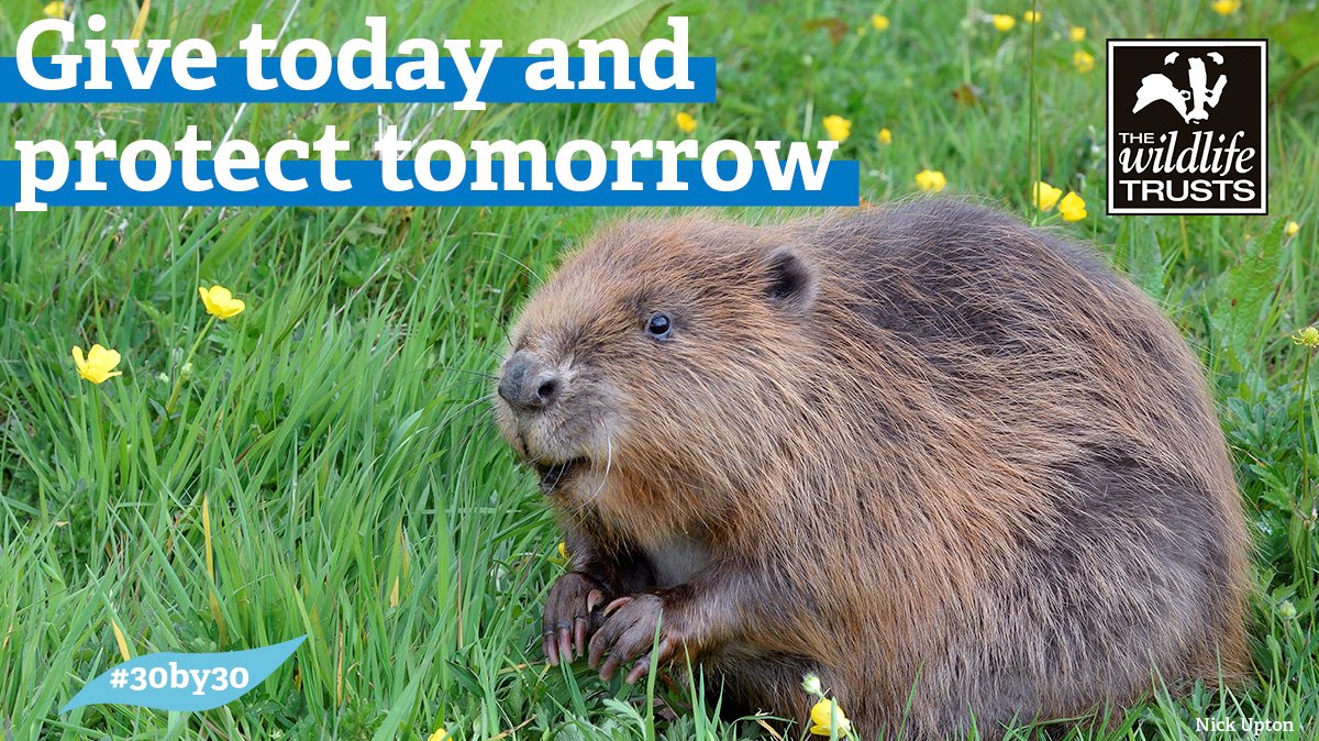 The Wildlife Trusts tweet media