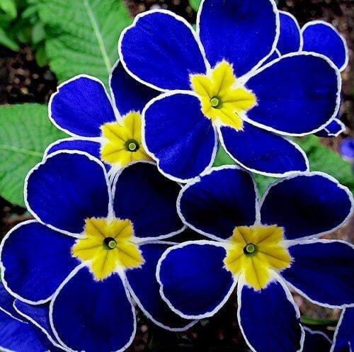 Beautiful Primrose. God's beautiful world. 💙💛