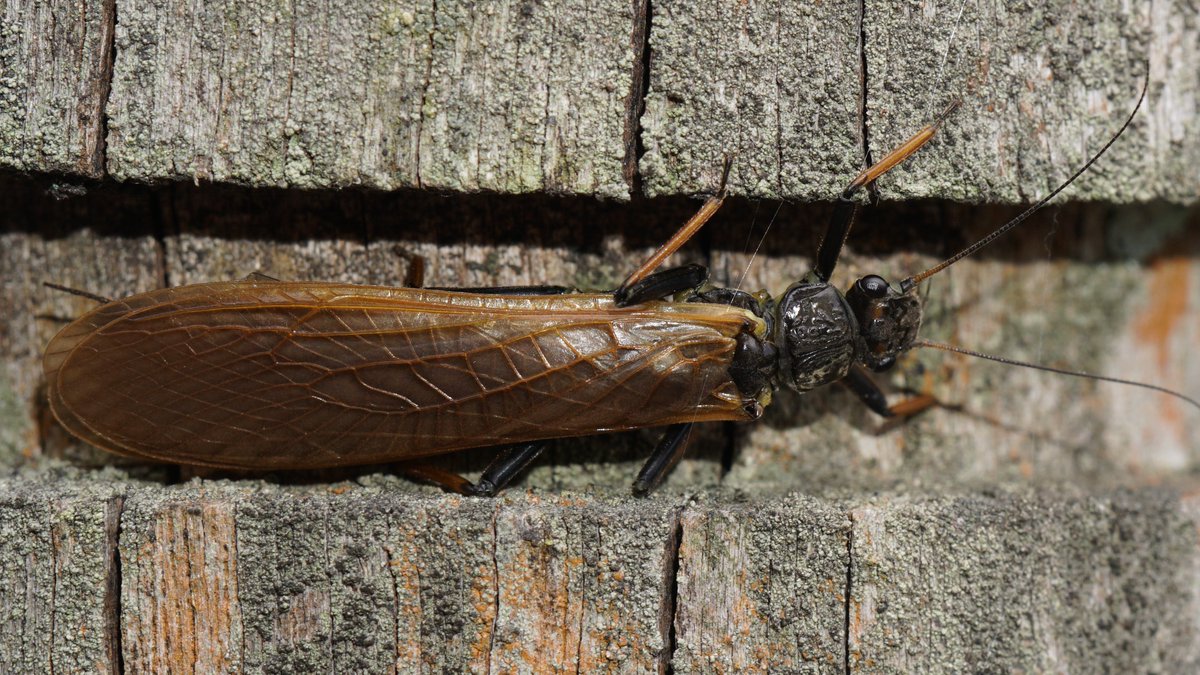الوسم カワゲラ على تويتر