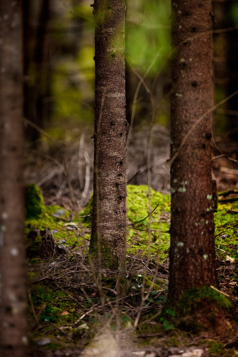 Der 25. April ist Internationaler Tag des Baumes! In Deutschland wurde dieser Tag 1952 erstmalig begangen, indem der damalige Bundespräsident Theodor Heuss gemeinsam mit dem Präsidenten der sdw_bundesverband , Robert Lehr, einen Ahorn im Hofgarten von Bonn gepflanzt hat.🌲🌳
.