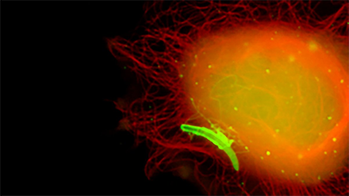 unibern's tweet photo. Heute ist #Weltmalariatag. Auch an der #unibern wird zu #Malaria geforscht: Ein Team um Volker Heussler untersucht in einem #Sinergia-Projekt den Beitrag der Wirtszelle bei Infektionen mit einzelligen Parasiten, um so Malaria besser bekämpfen zu können. @snf_ch @HeusslerLab https://t.co/8IiG8Whbjg