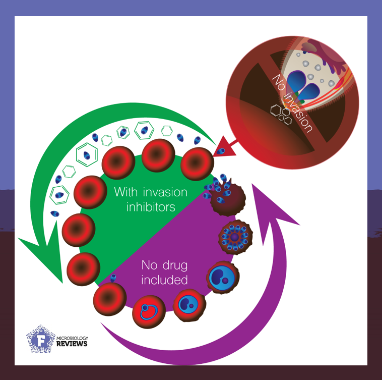 FEMSmicro's tweet photo. On #WorldMalariaDay, countries approaching malaria elimination celebrate their successes. #EndMalaria

#FEMSmicroBlog highlights efforts in antimalarial drug development by Juliana Oliveira de Souza, Sonja Frölich and Danny Wilson @WilsonLab_UofA @sonjzzz

https://t.co/OUE7uQaviM https://t.co/NZf9cAQMd8