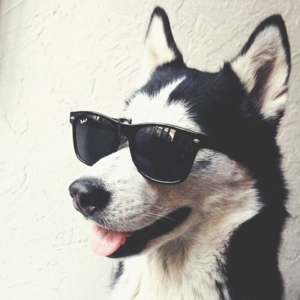 Me: have you seen my sunglasses?
Cupcake: