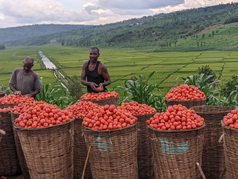 Remera Sector (@remerasecngoma) on Twitter photo <a href="/RemeraSecNgoma/">Remera Sector</a> none ku wa 15/11/2023 Abahinzi b' imboga mu Murenge wa Remera batangiye kwishimira umusaruro w' Inyanya bejeje,bakomeje kwiteza imbere babikesha kwihangira imirimo ishingiye kubuhinzi. <a href="/RemeraSecNgoma/">Remera Sector</a> none ku wa 15/11/2023 Abahinzi b' imboga mu Murenge wa Remera batangiye kwishimira umusaruro w' Inyanya bejeje,bakomeje kwiteza imbere babikesha kwihangira imirimo ishingiye kubuhinzi.