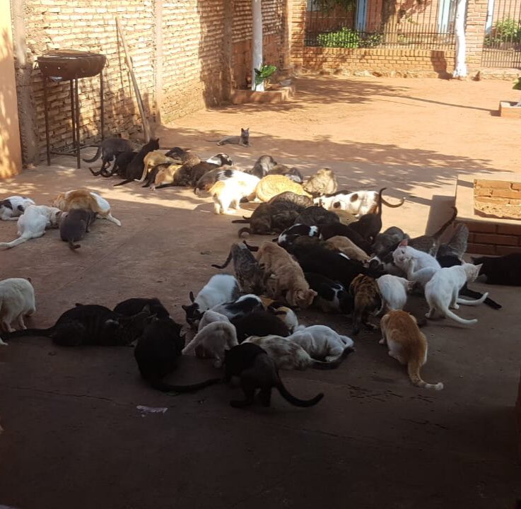 ruthyrgv's tweet photo. Apelo a la magia de TW para conseguir alimento para el Refugio de la Sra. Nancy, su Refugio queda en Ypane con más de 30 animales, dando una oportunidad a muchos que tenían como único destino morir ante la indiferencia. Hoy necesita con urgencia + https://t.co/qdIrvI1Ion