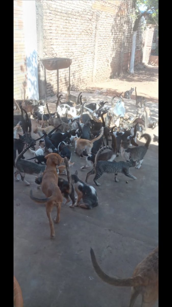 ruthyrgv's tweet photo. Apelo a la magia de TW para conseguir alimento para el Refugio de la Sra. Nancy, su Refugio queda en Ypane con más de 30 animales, dando una oportunidad a muchos que tenían como único destino morir ante la indiferencia. Hoy necesita con urgencia + https://t.co/qdIrvI1Ion