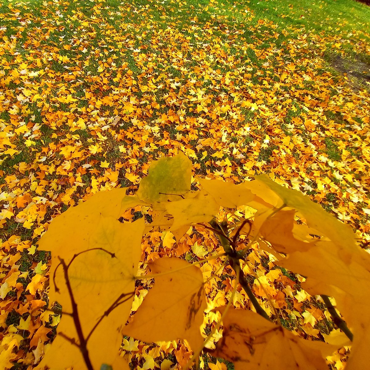 Vaya subidón de adrenalina acabo de vivir. ¡Me han robado la bici y la he recuperado! ¡Y todo por esta foto!
Iba con mi bici a un lado del Parque Yamaguchi cuando he visto unos colores otoñales muy apetecibles y he decidido quedármelos. Me he bajado de la bici⬇️