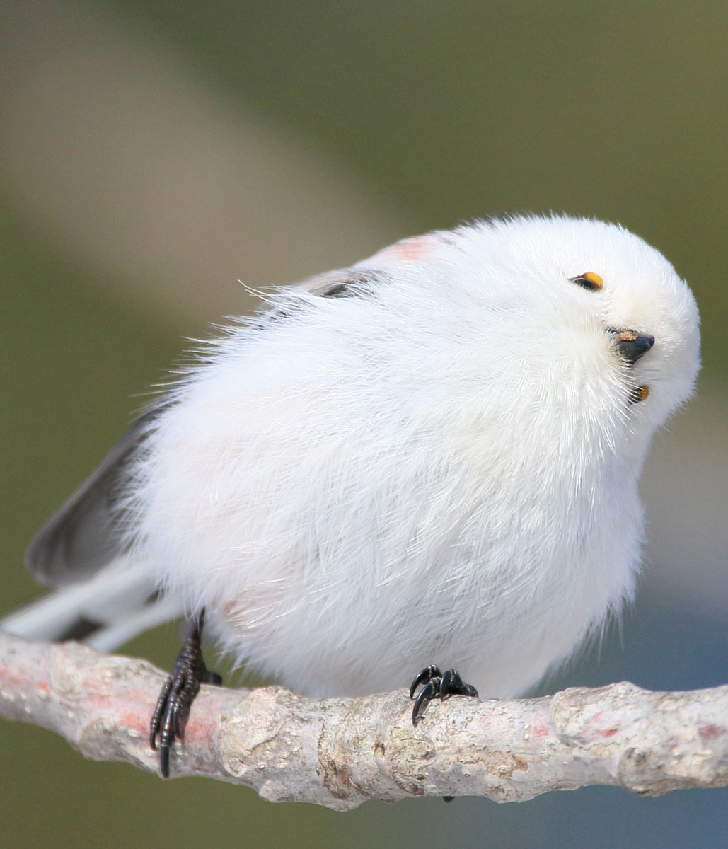 daily_simaenaga's tweet photo. もふもふだし、くびかしげてるし、おべんとつけてるし、たまんないし、かわいいし。 https://t.co/oRKZQu1xzz