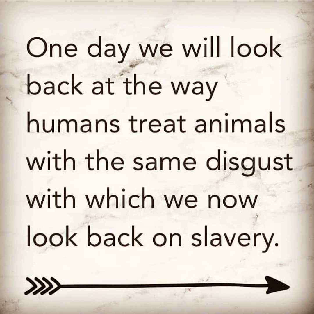 🐄| #VeganForThem #AnimalRights #Veganism