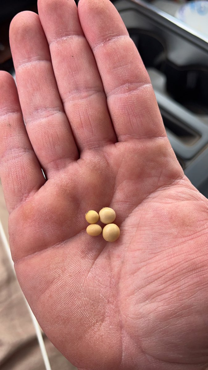 Everyday since August 23rd I get asked what 206 bushel beans look like. Here’s the best comparison I’ve found. The 2 on the left came from some beans of mine making 80 bushels. (Still good beans) but the 2 on the right are the 206 bushel beans. Seed size and weight are everything