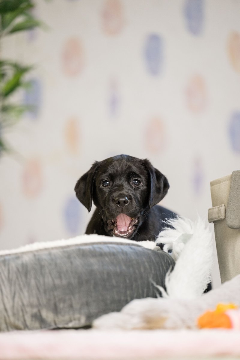 HearingDogs's tweet photo. Let us intoduce you to someone very special...

Wish is one of our current sponsor pups and, for obvious reasons, is infact the star of today's #BlackLabFriday takeover 🌟

If you want to sponsor Wish, or any of our puppies, head over to our website 👉 https://t.co/Vmhu46YxDT https://t.co/TidphzmhZZ