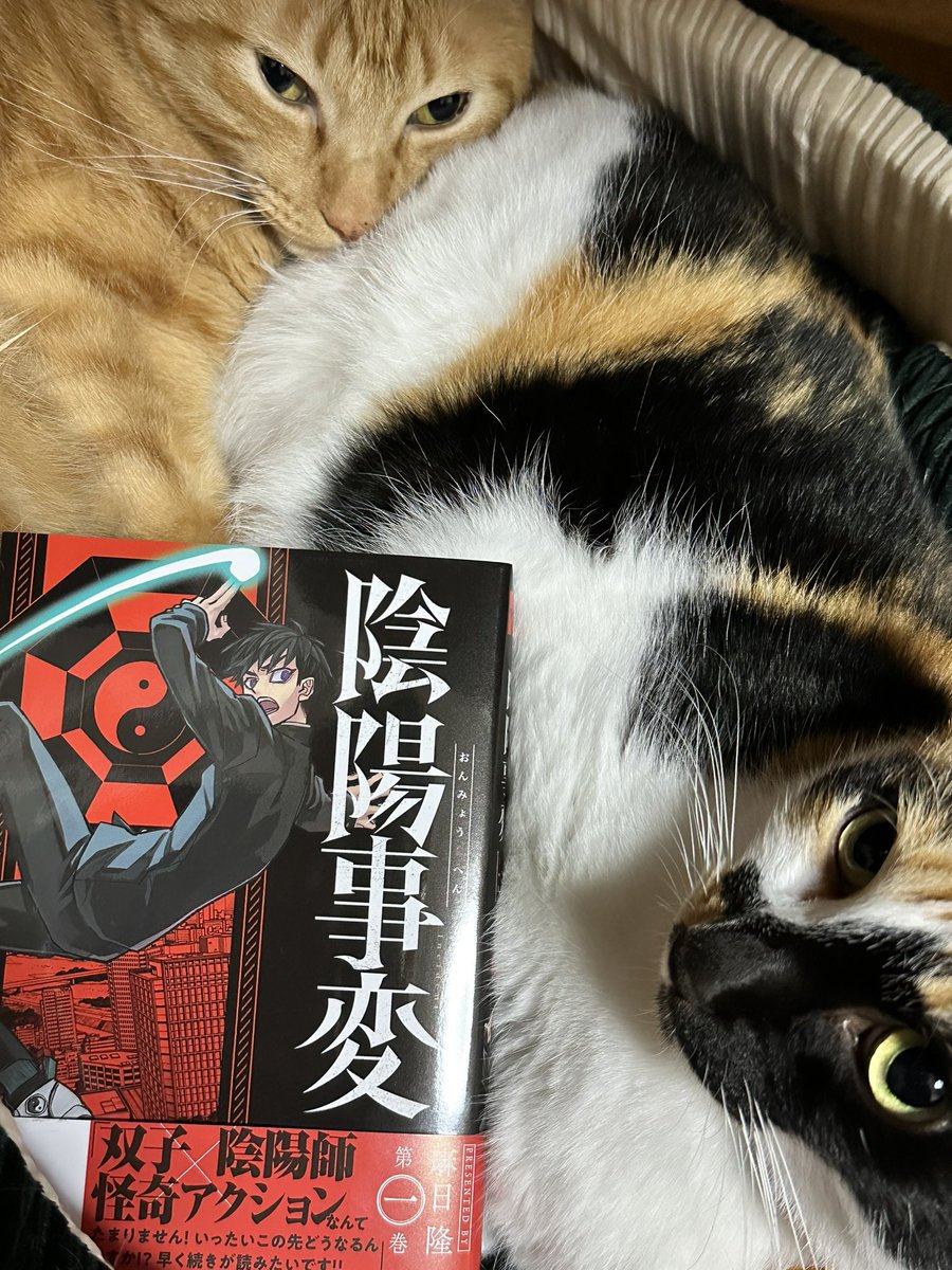 視線いただきました🐈🐈  陰陽事変(1) (講談社コミックス) https://amzn.asia/d/3zsWl51