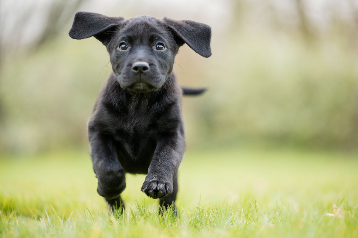 HearingDogs's tweet photo. Let us intoduce you to someone very special...

Wish is one of our current sponsor pups and, for obvious reasons, is infact the star of today's #BlackLabFriday takeover 🌟

If you want to sponsor Wish, or any of our puppies, head over to our website 👉 https://t.co/Vmhu46YxDT https://t.co/TidphzmhZZ