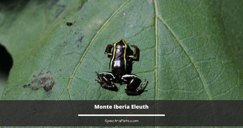 spectrapets's tweet image. So, if you’re considering a pet that’s compact, colorful, relatively low-maintenance, educational, and intriguing, small frogs could be just the ticket.

Read more 👉 lttr.ai/AJ6Jj

#ProperCare #LargeSize #Frogs #PeculiarMatingCalls #MonteIberiaEleuth