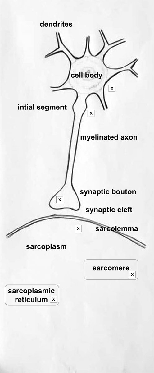 AdvPhysiolEduc's tweet photo. Students were assigned a #physiological role (#motoneuron stimulation, skeletal muscle contraction & relaxation) then actively reproduced physiological events (#synapsis, #SarcoplasmicReticulum, etc.) in this interactive classroom activity 🙂 https://t.co/C4IL6GhZTv https://t.co/TL40s3rQ4m